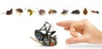 Arimos Pest Control - for all your pesky problems