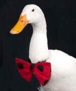 "Star" the real-life Indian runner duck who inspired the company name